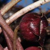 �I�N�G�]�T�C�V��