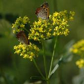 �I�~�i�G�V