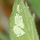 �I�~�i�G�V