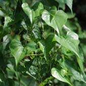 �I�j�h�R��