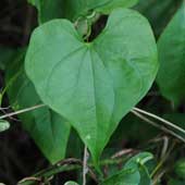 �I�j�h�R��