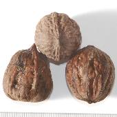 �I�j�O���~