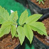 �I�j�O���~