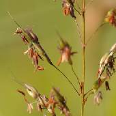 �I�I�A�u���X�X�L