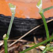 �I�I�o�E�}�m�X�Y�N�T