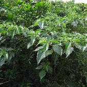 �I�I�C���K�l