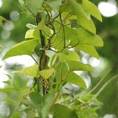 �����E�L���E�E�}�m�X�Y�N�T