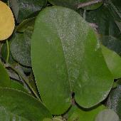 �����E�L���E�E�}�m�X�Y�N�T