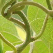 �����E�L���E�E�}�m�X�Y�N�T