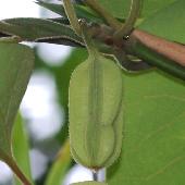 �����E�L���E�E�}�m�X�Y�N�T