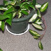 �T�N������