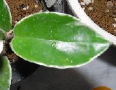 �T�N������