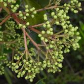 �T���S�W��