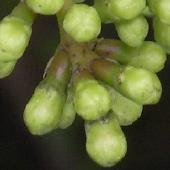 �T���S�W��