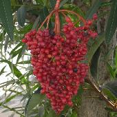 �T���S�W��