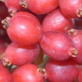 �T���S�W��