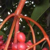 �T���S�W��