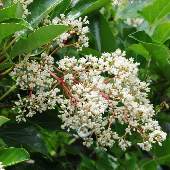 �T���S�W��