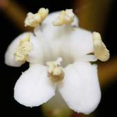 �T���S�W��