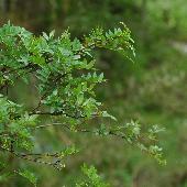 �T���V���E