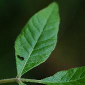 �T���V���E