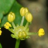 �T���V���E