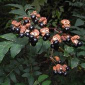 �T���V���E