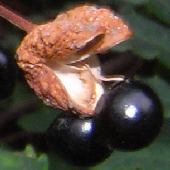 �T���V���E