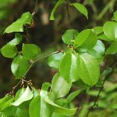 �T���g���C�o��