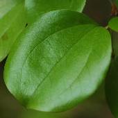 �T���g���C�o��