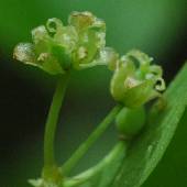 �T���g���C�o��