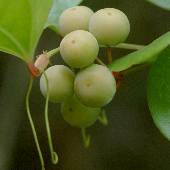 �T���g���C�o��