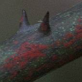 �T���g���C�o��