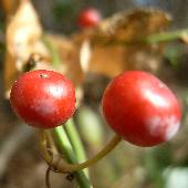 �T���g���C�o��