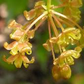 �T���g���C�o��