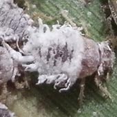 �A�u�����V