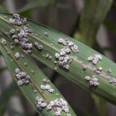 �A�u�����V