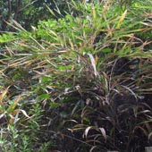 �A�u�����V