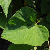 �T�c�}�C��