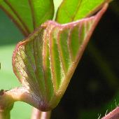 �T�c�}�C��