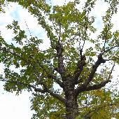 �V�i�T���O���~