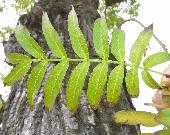 �V�i�T���O���~