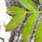 �V�i�T���O���~