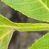 �V�i�T���O���~