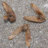 �V�i�T���O���~