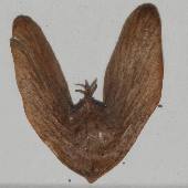 �V�i�T���O���~