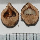 �V�i�T���O���~