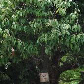 �V���u�J�K�V