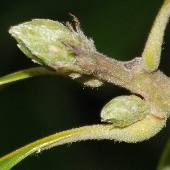 �V���u�J�K�V