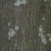 �V���u�J�K�V